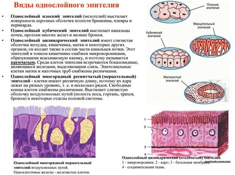 Эпителий: что это такое и какова его роль в организме?