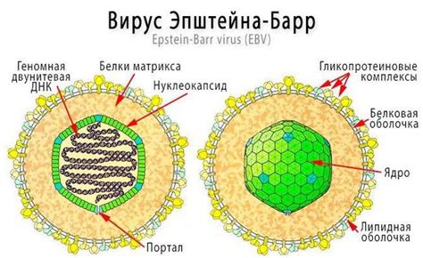 Эпштейн-Барр вирус: роль авидности и её влияние на организм