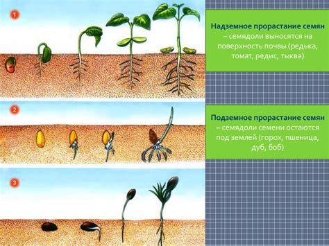 Этапы роста травы и ее свойства