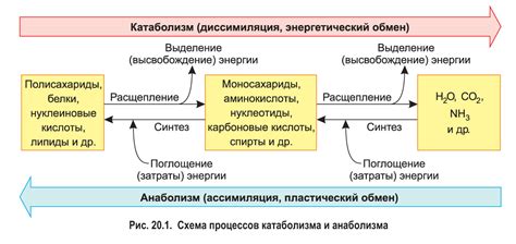 Эффективное поставление кислорода и питательных веществ