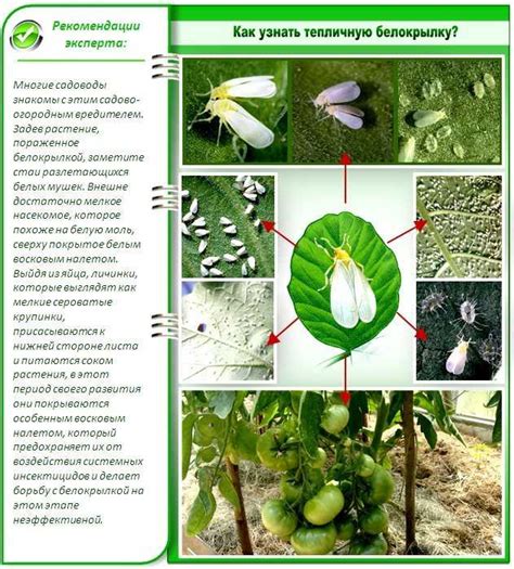 Эффективные методы борьбы с мелкими белыми мошками