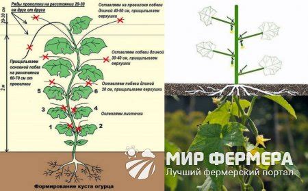 Эффекты и преимущества прищипывания рассады