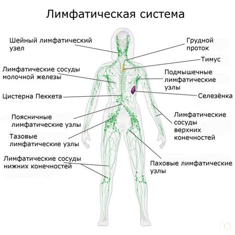 Эффекты сохраненной дифференцировки лимфоузлов на организм