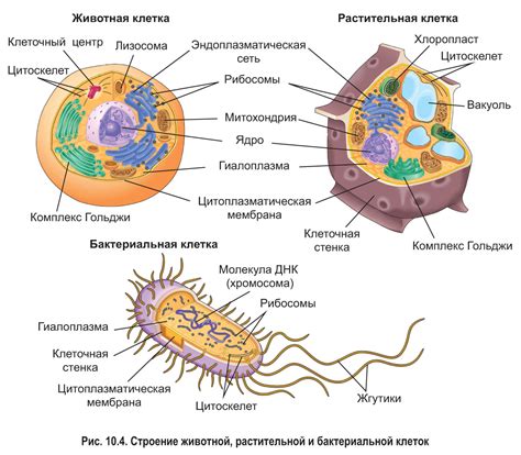 Ядро и генетический материал