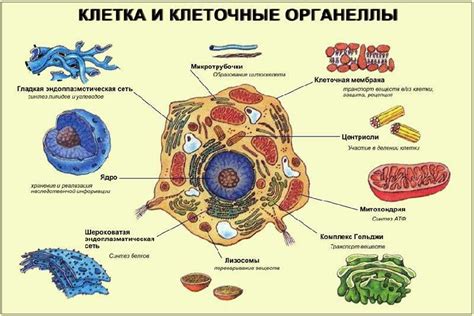 Ядро и органеллы клетки