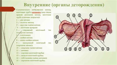 Яички у женщин: мифы и реальность