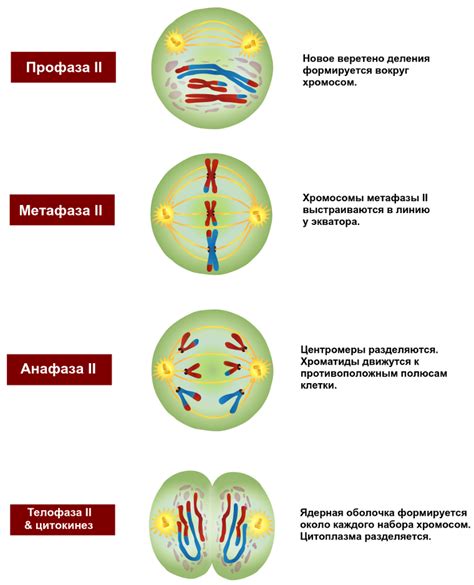  Взаимодействие аллельных пар в процессе мейоза 