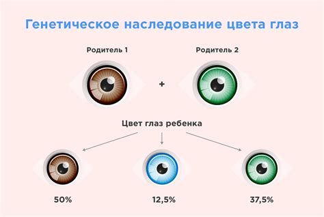  Влияние генов на цвет глаз 