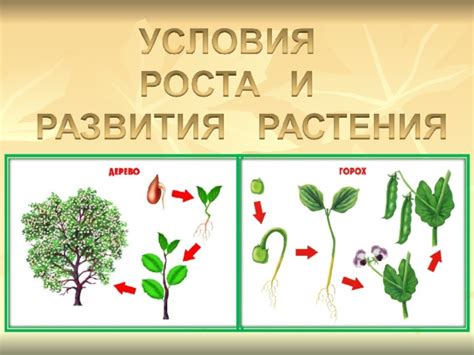  Влияние укоренения на развитие и жизнеспособность растений 