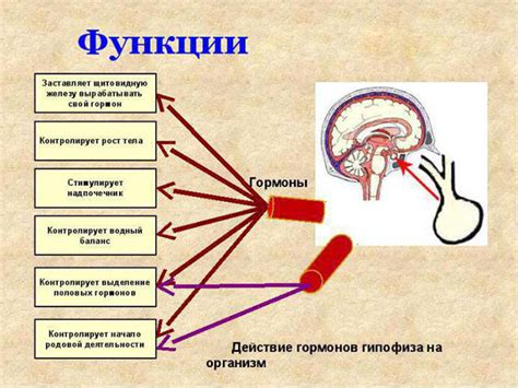  Высвобождение гормонов гипофизом 