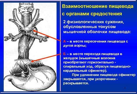  Заболевания пищевода с линией Z 