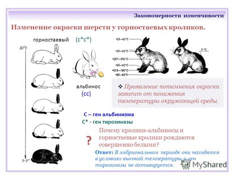  Значение разных цветов кроликов в сновидении: истолкование и смыслы 