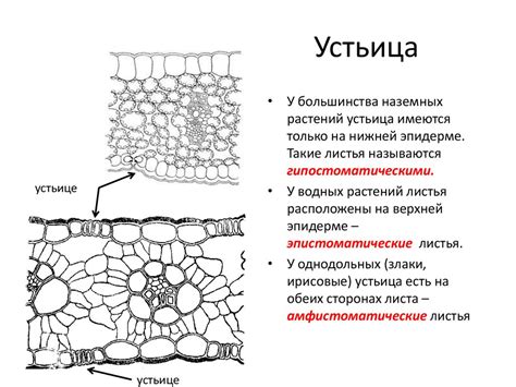  Значение сновидения, где вы пользуетесь зеленью корневого листа в своей еде.
