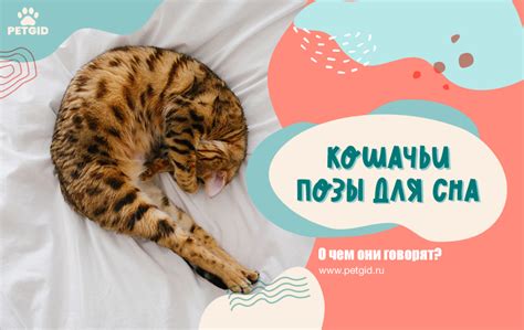  Культурные аспекты значений сна об исчезнувшей кошке 