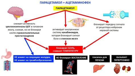  Механизм действия и побочные эффекты 