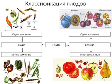  Перспективный рост и эволюция в плодоносящих деревьях: путь к силе и разнообразию 