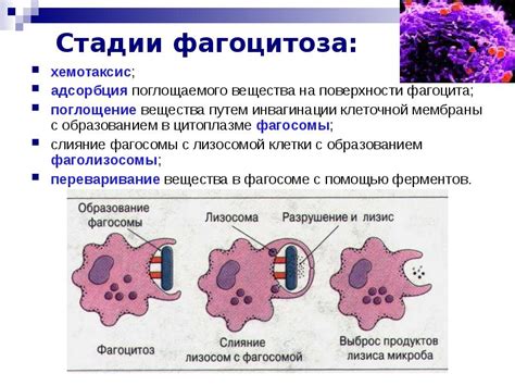  Понятие и механизм фагоцитоза 