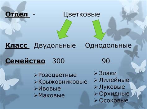  Посторонние корни: определение и роль в растениях 