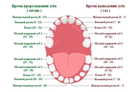  Почему у некоторых детей зуб вылезает сразу после рождения?