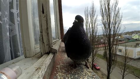  Причины попыток голубей залететь в окно: