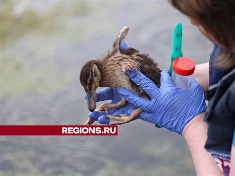  Проникновение человека в естественную среду обитания рептилий 