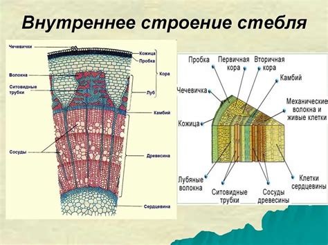  Развитие и устойчивость в сновидениях: символическое значение древесных растений 