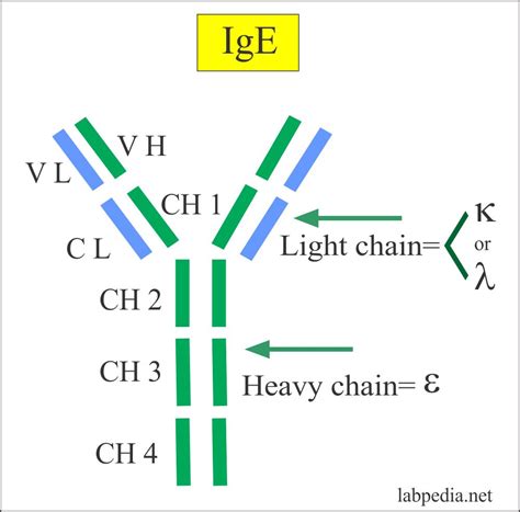  Раздел 1: Понятие Immunoglobulin E (IgE) 