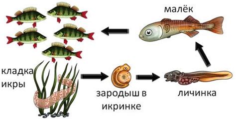  Размножение и потомство 