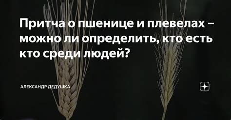  Разнообразные проявления сновидений о пшенице и их толкования 