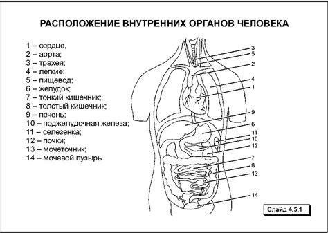  Расшифровка функций основных органов 