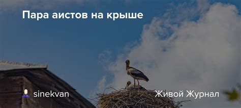  Роль аистов на крыше в психологии: важность смысла и символики
