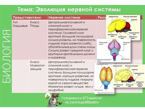  Типы потчевал и их особенности 