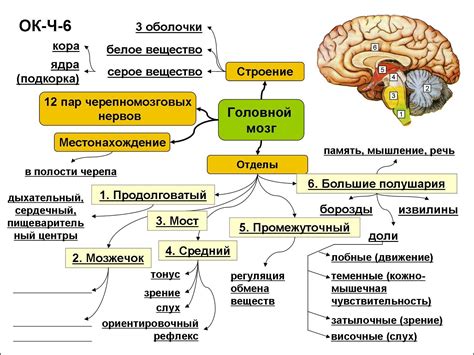  То, что можно понять из снов о недуге головного мозга 