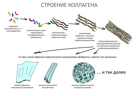  Функции стромы неоднородной структуры