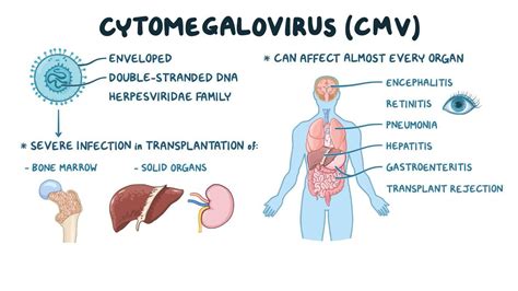 CMV IgM отрицательный – причины и последствия