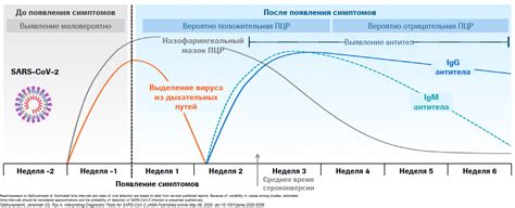 IgG: антитела в крови