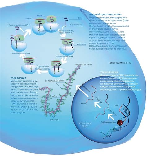 s рибосом и белковый синтез