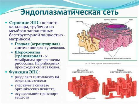 sp3: функции и особенности